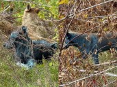 Perros azules aparecen en Chernóbil ¿Qué son?