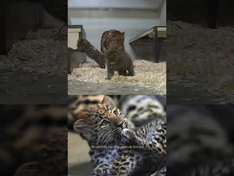 Adorable Amur Leopard Sisters 'Growing Quickly' at Brookfield Zoo
