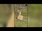 Truck carrying monkeys from Tulane University overturns in Mississippi