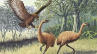 Así era el águila más grande que jamás ha existido: 3 metros de envergadura