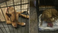 South Carolina Dog Missing For Months Reunites With Her Family In Emotional Moment