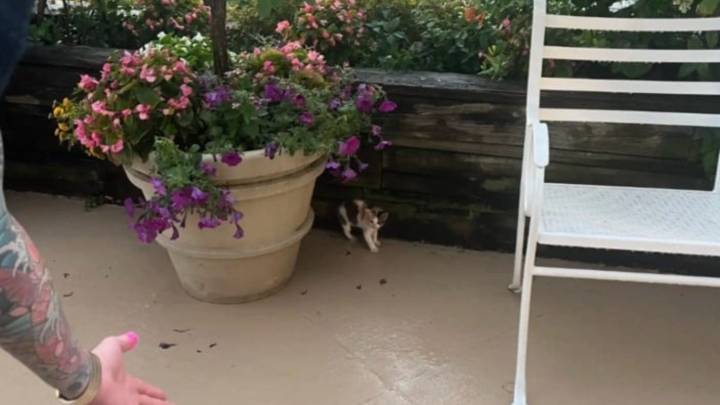 New York Couple Discovers A Tiny Furry Guest Hiding Behind A Flowerpot During Wedding Venue Visit