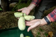 What does a pawpaw taste like? We tried the native North American fruit