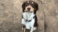 After Nearly Ten Years, Texas Woman Finds Out Her 'Border Collie' Is Actually Something Different