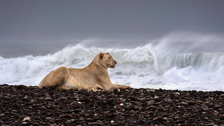 Leones en Namibia han cambiado su vida en el desierto por las playas