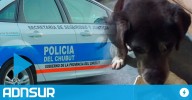 Polémica y violencia en Comodoro: el rescate de un perro que terminó en agresión y denuncias cruzadas
