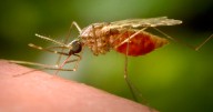 West Nile Virus is 'serious public health concern' in Missouri, state health officials warn