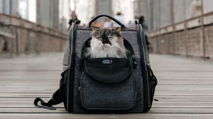 Therapy Cats Come to NYC for World Mental Health Day
