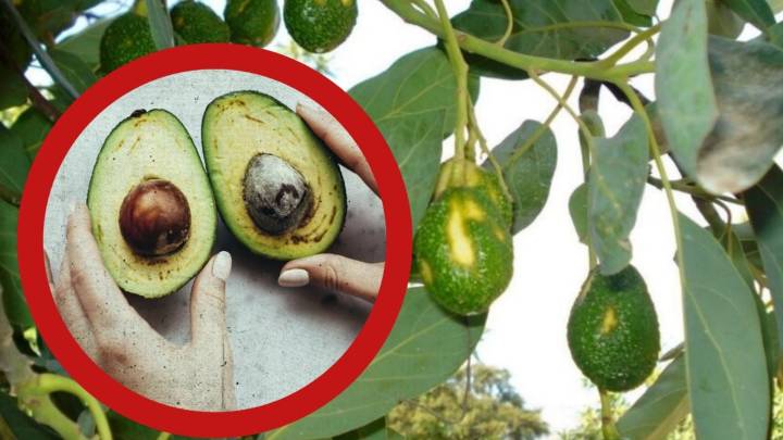 ¿Por qué podría aumentar el precio del aguacate en Estados Unidos?; la razón podría estar en Florida