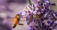 Is New Mexico's pollinator protection plan bee