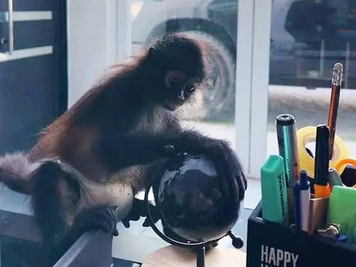 Mono araña rescatado en Tecamachalco era de empresario decapitado
