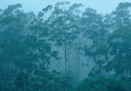 Los bosques tropicales ya no absorben tanto carbono: alerta desde Australia