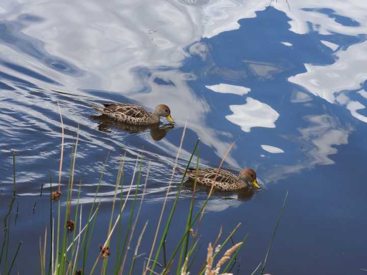 Avistamiento de aves andinas impulsa el ecoturismo en Nariño