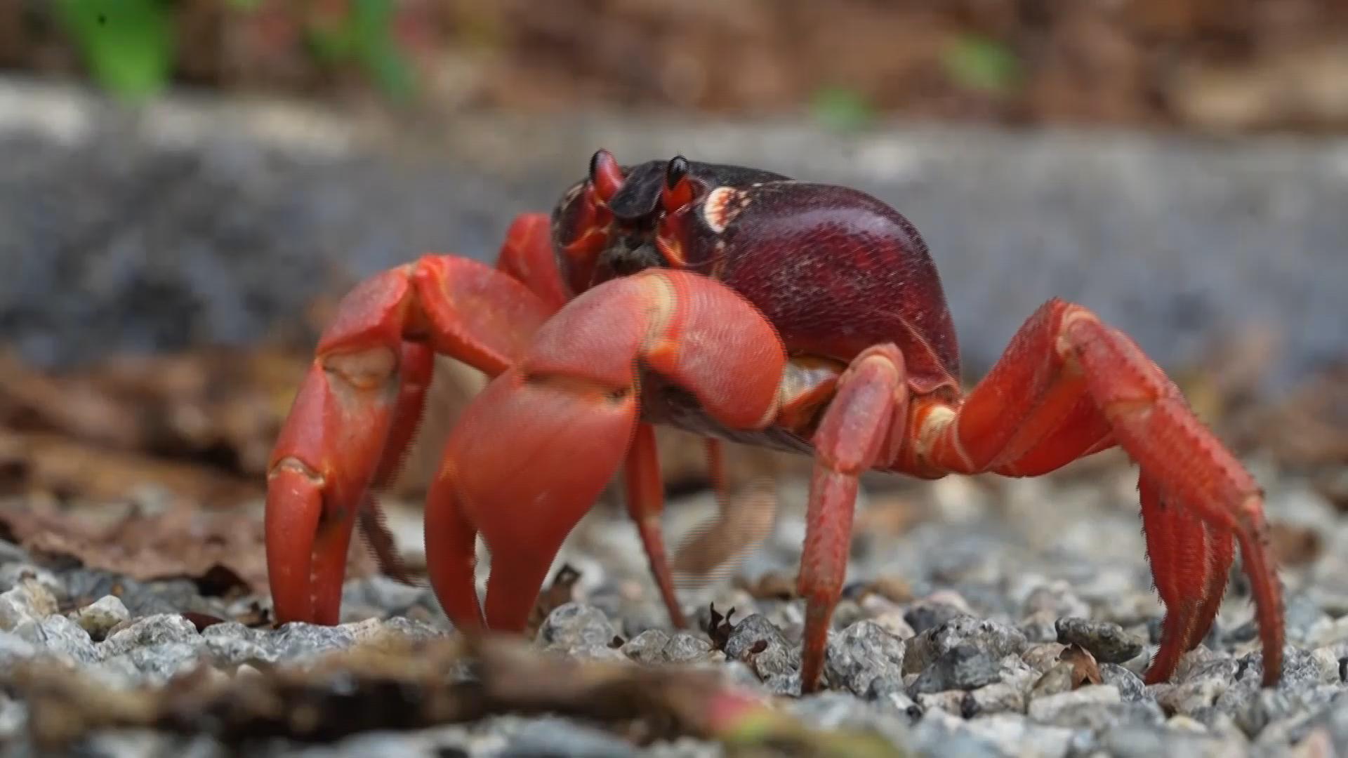 Millions of migrating red crabs cross Christmas Island to reach the ocean