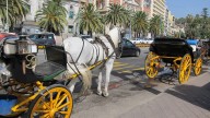 Málaga pone fin a los coches de caballos e indemniza a los propietarios