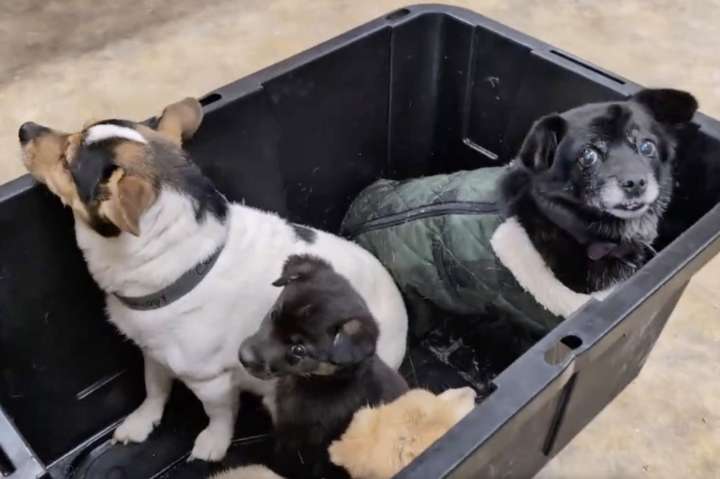 The other Alaska airlift: Volunteers save dogs from a flooded Alaska village, 1 tiny plane at a time