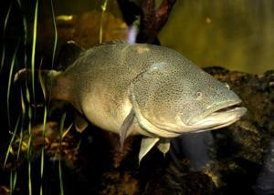 Australian Murray cod wallops swim record