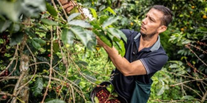 Colombia podría superar a Brasil como principal proveedor de café de Estados Unidos por la guerra arancelaria 