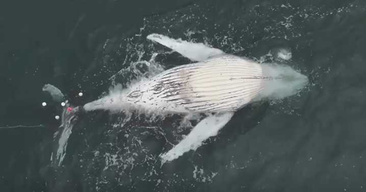 Young humpback whale found dead in shark nets off Wombarra Beach, Wollongong