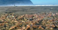Sea cucumbers wash ashore by the thousands in a coastal Oregon town