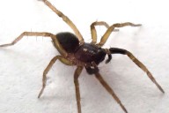 Critically Endangered Wolf Spider Not Seen for 40 Years Is Rediscovered