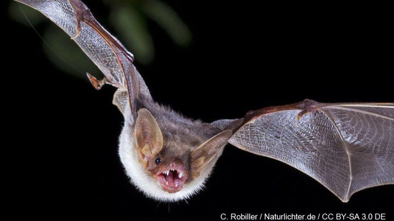 West Virginia high school cancels classes Wednesday due to ‘pest problem’
