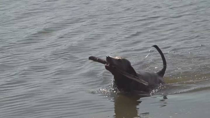 Missing hunting dog rescued from Mississippi River after community
