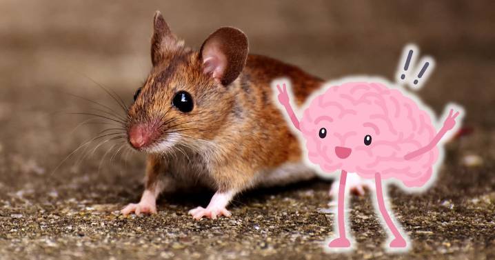 Por primera vez, la IA traza un mapa completo del cerebro de un ratón
