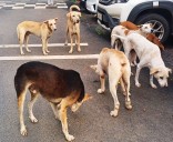 State rushes to file affidavit on stray dog control steps
