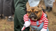 IN PHOTOS: Pawlloween Pawrade brings howl-oween spirit to Outremont
