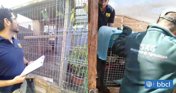 Hombre es detenido por tenencia ilegal de aves exóticas protegidas en Antofagasta: tenía 14 especies