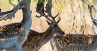 Deer crisis in Tasmania is threatening local farms, costing $41m a year