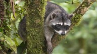 Frederick health officials looking for man who brought raccoon to vet clinic