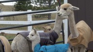 El Paso County farmers rehabilitate emaciated alpacas, ask community for support