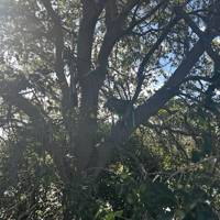 Secret Service finds ‘suspicious’ hunting stand near Air Force One landing zone in Florida