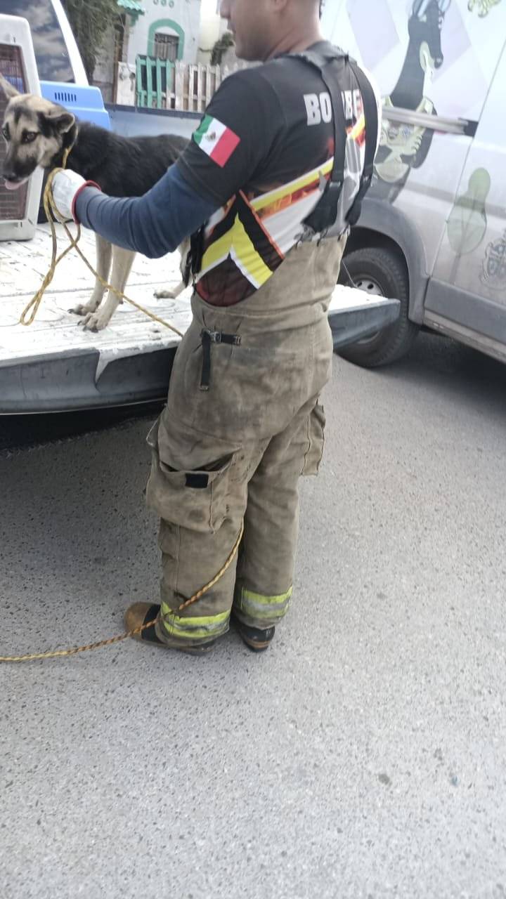 Capturan jauría de 20 perros en fraccionamiento Urbi Villa del Cedro...