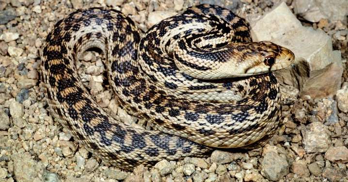 Gardeners told they 'have to reconsider' using nets after shocking discovery