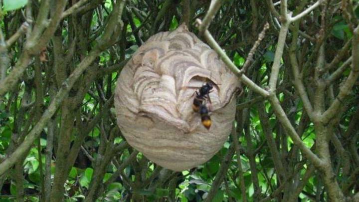 Muere un hombre de 55 años tras un ataque de velutinas en Galicia