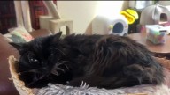 Bill to ban cat declawing becomes California law