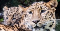 Artificial insemination raises hopes for rarest big cat