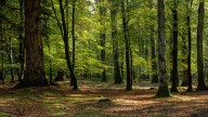 Pisgah State Park hiker dies after medical emergency on trail