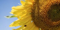El girasol hace historia