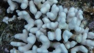 Record-Breaking Marine Heatwave Drives Two Major Coral Species To Functional Extinction In Florida Reef