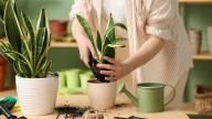 Pocos lo saben: lo que debes agregarle a la maceta de tu sansevieria o lengua de suegra para tener una planta vigorosa todo el año