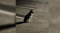 California Rescuer Finds Dog Waiting Weeks In School Lot For Owners Who Never Returned