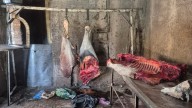 Descubrieron un foco de infección, faenaban equinos y vendían su carne en condiciones insalubres