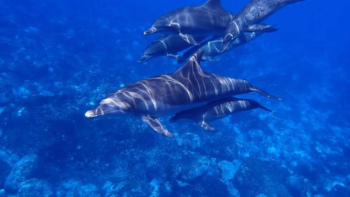 Los delfines del golfo de Vizcaya viven ahora siete años menos que en la década de 1990