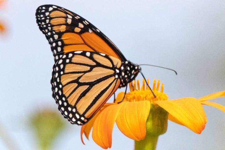 Butterflies Are Losing Their Colors as Deforestation Changes Their Habitats