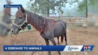 Grammy Award winner Michael O'Hara composes song for animal welfare