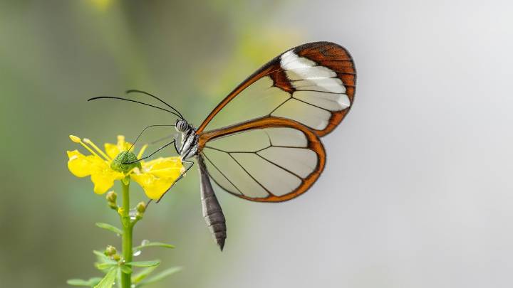 15 Butterfly Species to Spot on (Almost) Every Continent